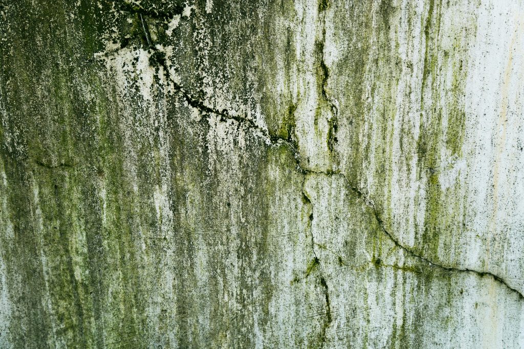 Mold On Concrete