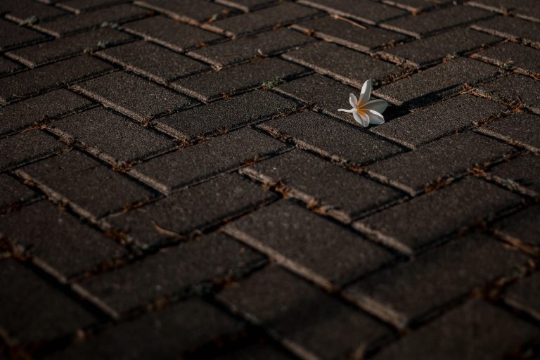 Close up of patio pavers with a flower