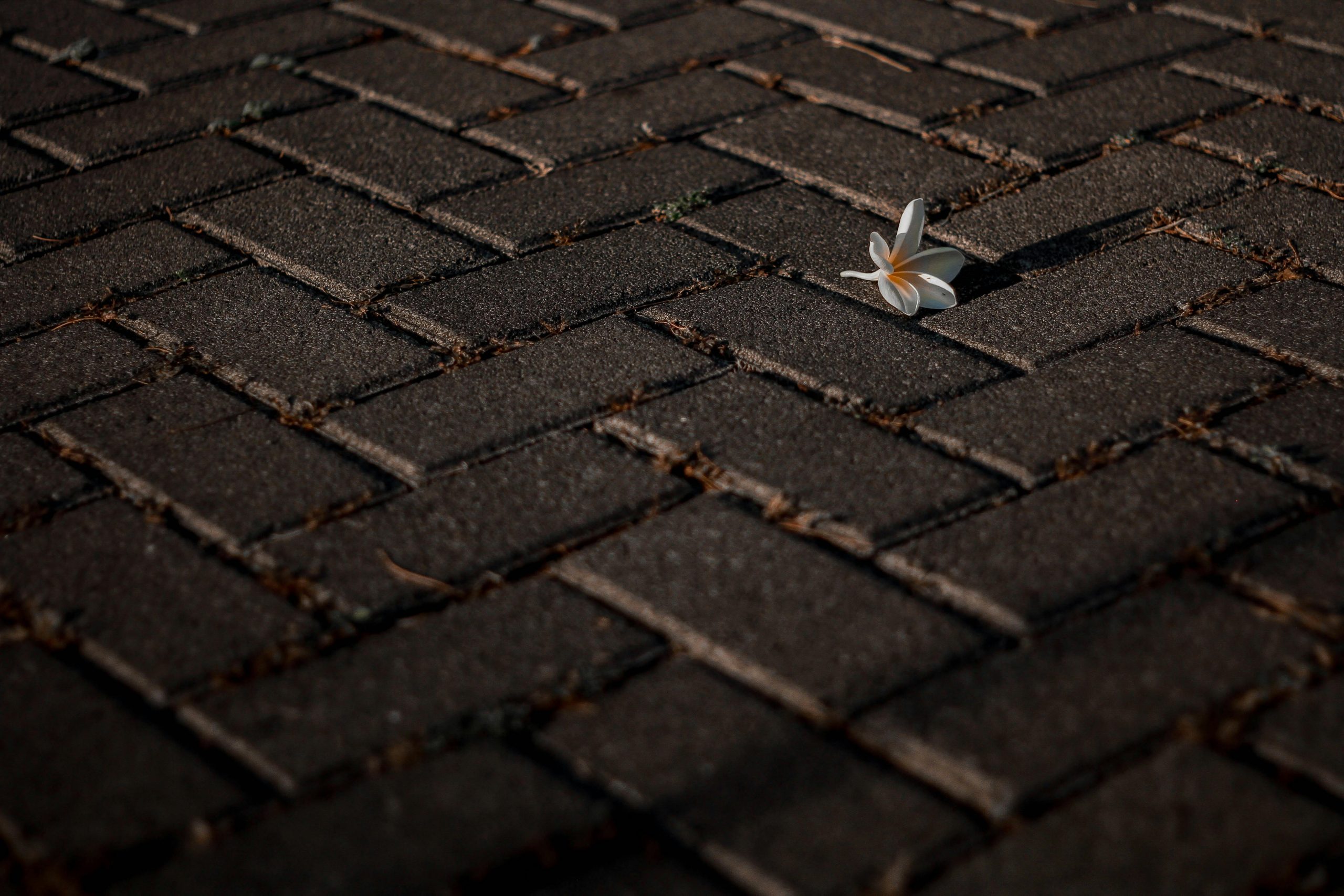 Close up of patio pavers with a flower
